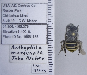  (Anthophora marginata - UAIC1135152)  @11 [ ] by (2021) Wendy Moore University of Arizona Insect Collection