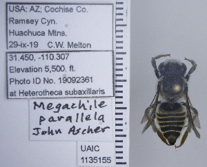  ( - UAIC1135155)  @11 [ ] by (2021) Wendy Moore University of Arizona Insect Collection