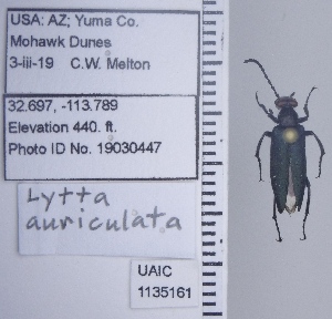  ( - UAIC1135161)  @11 [ ] by (2021) Wendy Moore University of Arizona Insect Collection