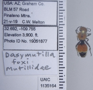  ( - UAIC1135164)  @11 [ ] by (2021) Wendy Moore University of Arizona Insect Collection