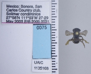  ( - UAIC1135168)  @11 [ ] by (2021) Wendy Moore University of Arizona Insect Collection