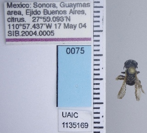  ( - UAIC1135169)  @11 [ ] by (2021) Wendy Moore University of Arizona Insect Collection