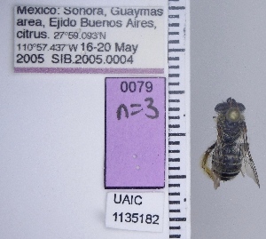  ( - UAIC1135182)  @11 [ ] by (2021) Wendy Moore University of Arizona Insect Collection