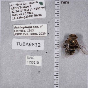  ( - UAIC1135210)  @11 [ ] by (2021) Wendy Moore University of Arizona Insect Collection