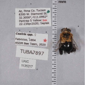  ( - UAIC1135217)  @11 [ ] by (2021) Wendy Moore University of Arizona Insect Collection