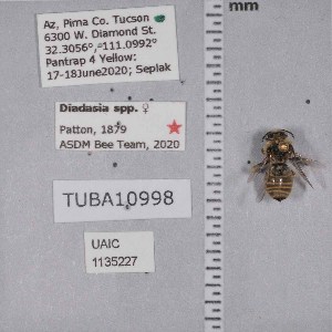  ( - UAIC1135227)  @11 [ ] by (2021) Wendy Moore University of Arizona Insect Collection