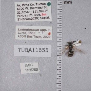  ( - UAIC1135266)  @11 [ ] by (2021) Wendy Moore University of Arizona Insect Collection
