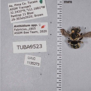  ( - UAIC1135273)  @11 [ ] by (2021) Wendy Moore University of Arizona Insect Collection