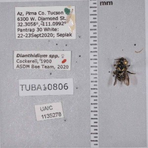  ( - UAIC1135278)  @11 [ ] by (2021) Wendy Moore University of Arizona Insect Collection