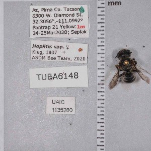  ( - UAIC1135280)  @12 [ ] by (2021) Wendy Moore University of Arizona Insect Collection