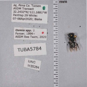  ( - UAIC1135284)  @11 [ ] by (2021) Wendy Moore University of Arizona Insect Collection