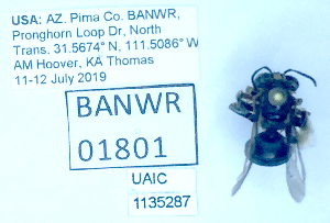  ( - UAIC1135287)  @11 [ ] by (2021) Wendy Moore University of Arizona Insect Collection