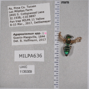  ( - UAIC1135309)  @11 [ ] by (2021) Wendy Moore University of Arizona Insect Collection