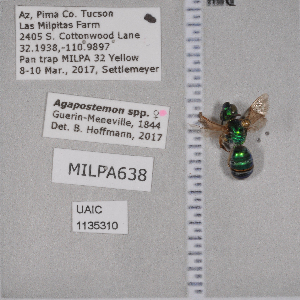  ( - UAIC1135310)  @11 [ ] by (2021) Wendy Moore University of Arizona Insect Collection