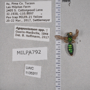  ( - UAIC1135311)  @11 [ ] by (2021) Wendy Moore University of Arizona Insect Collection