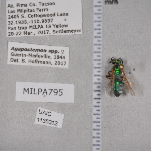  ( - UAIC1135312)  @11 [ ] by (2021) Wendy Moore University of Arizona Insect Collection