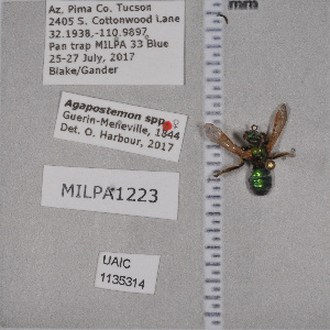  ( - UAIC1135314)  @12 [ ] by (2021) Wendy Moore University of Arizona Insect Collection