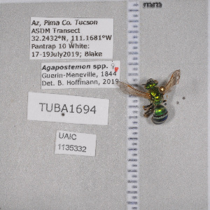  ( - UAIC1135332)  @12 [ ] by (2021) Wendy Moore University of Arizona Insect Collection
