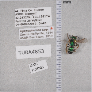  ( - UAIC1135335)  @12 [ ] by (2021) Wendy Moore University of Arizona Insect Collection