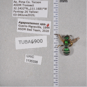  ( - UAIC1135338)  @12 [ ] by (2021) Wendy Moore University of Arizona Insect Collection