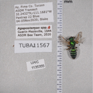  ( - UAIC1135355)  @12 [ ] by (2021) Wendy Moore University of Arizona Insect Collection