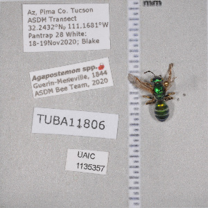  ( - UAIC1135357)  @11 [ ] by (2021) Wendy Moore University of Arizona Insect Collection