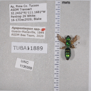  ( - UAIC1135359)  @11 [ ] by (2021) Wendy Moore University of Arizona Insect Collection