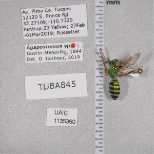 ( - UAIC1135360)  @11 [ ] by (2021) Wendy Moore University of Arizona Insect Collection