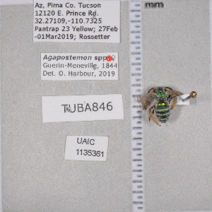  ( - UAIC1135361)  @12 [ ] by (2021) Wendy Moore University of Arizona Insect Collection