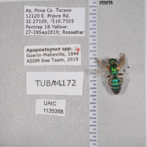  ( - UAIC1135368)  @12 [ ] by (2021) Wendy Moore University of Arizona Insect Collection