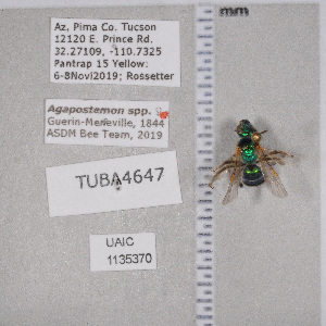  ( - UAIC1135370)  @12 [ ] by (2021) Wendy Moore University of Arizona Insect Collection