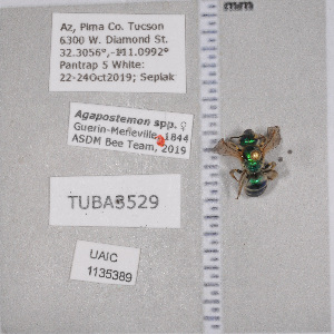  ( - UAIC1135389)  @11 [ ] by (2021) Wendy Moore University of Arizona Insect Collection
