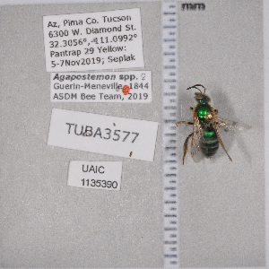 ( - UAIC1135390)  @11 [ ] by (2021) Wendy Moore University of Arizona Insect Collection