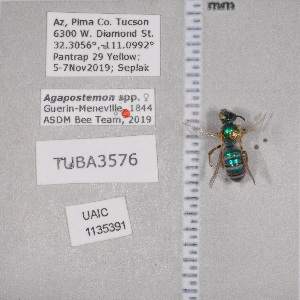  ( - UAIC1135391)  @11 [ ] by (2021) Wendy Moore University of Arizona Insect Collection