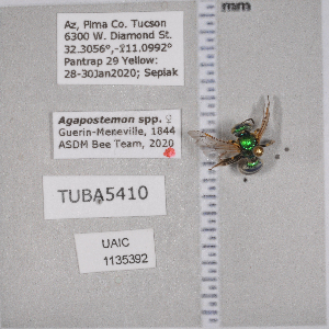  ( - UAIC1135392)  @11 [ ] by (2021) Wendy Moore University of Arizona Insect Collection