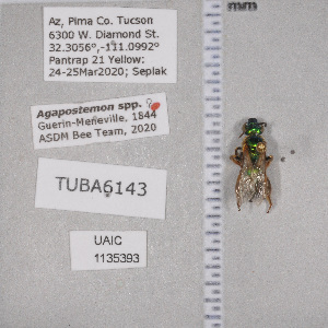  ( - UAIC1135393)  @11 [ ] by (2021) Wendy Moore University of Arizona Insect Collection