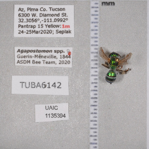  ( - UAIC1135394)  @11 [ ] by (2021) Wendy Moore University of Arizona Insect Collection