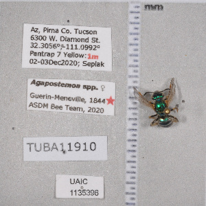  ( - UAIC1135396)  @12 [ ] by (2021) Wendy Moore University of Arizona Insect Collection