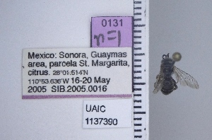  ( - UAIC1137390)  @11 [ ] by (2021) Wendy Moore University of Arizona Insect Collection