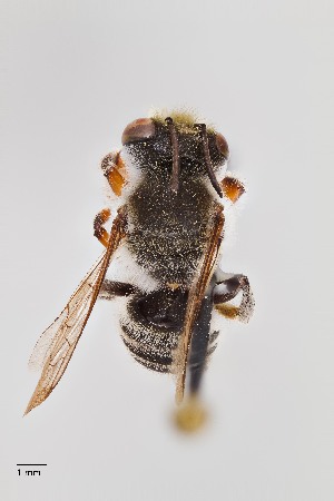  (Megachile sp. 1RM - UAIC1138055)  @11 [ ] by (2021) Wendy Moore University of Arizona, Insect Collection