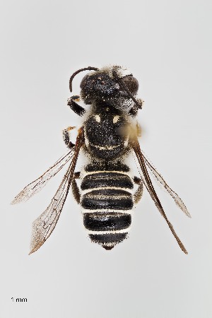  (Megachile odonostoma - UAIC1138056)  @11 [ ] by (2021) Wendy Moore University of Arizona, Insect Collection