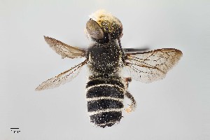  (Megachile sp. 2RM - UAIC1138065)  @11 [ ] by (2021) Wendy Moore University of Arizona, Insect Collection