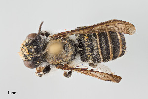  (Megachile sp. 4RM - UAIC1138069)  @11 [ ] by (2021) Wendy Moore University of Arizona, Insect Collection