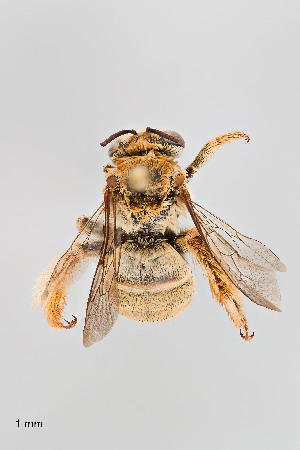  ( - UAIC1138070)  @11 [ ] by (2021) Wendy Moore University of Arizona, Insect Collection