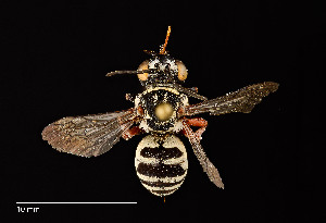  ( - UAIC1138088)  @11 [ ] by (2021) Wendy Moore University of Arizona Insect Collection