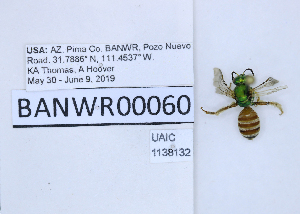  ( - UAIC1138132)  @11 [ ] by (2021) Wendy Moore University of Arizona, Insect Collection