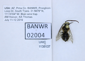  ( - UAIC1138137)  @11 [ ] by (2021) Wendy Moore University of Arizona, Insect Collection