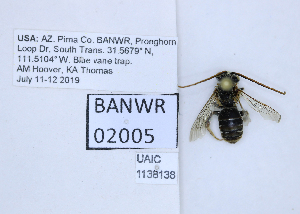  ( - UAIC1138138)  @11 [ ] by (2021) Wendy Moore University of Arizona, Insect Collection