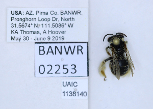  ( - UAIC1138140)  @11 [ ] by (2021) Wendy Moore University of Arizona, Insect Collection
