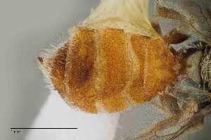  (Macrotera mellea - UAIC1138350)  @11 [ ] by (2021) Wendy Moore University of Arizona Insect Collection